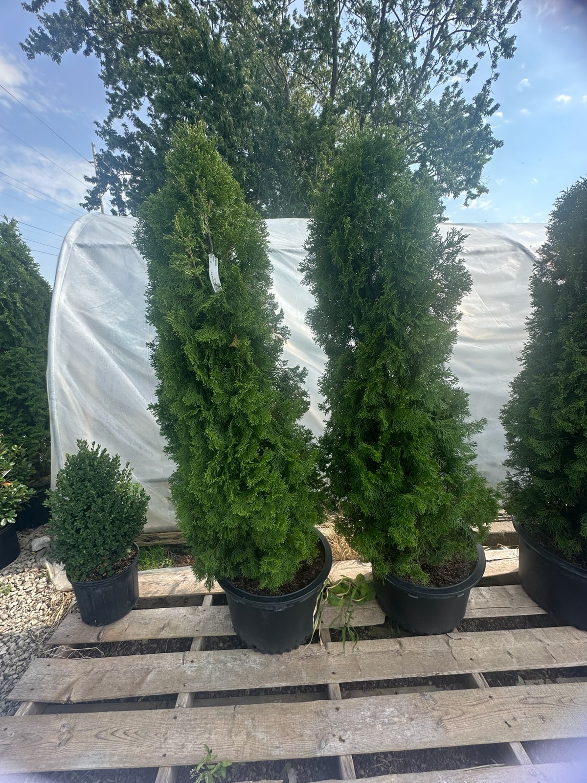 Tall arborvitae in nursery pots at Still Meadow Garden Center