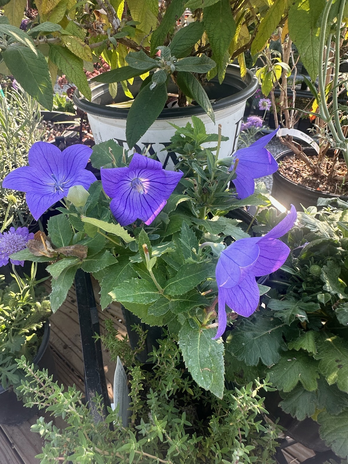 Purple balloon flowers in bloom among nursery plants