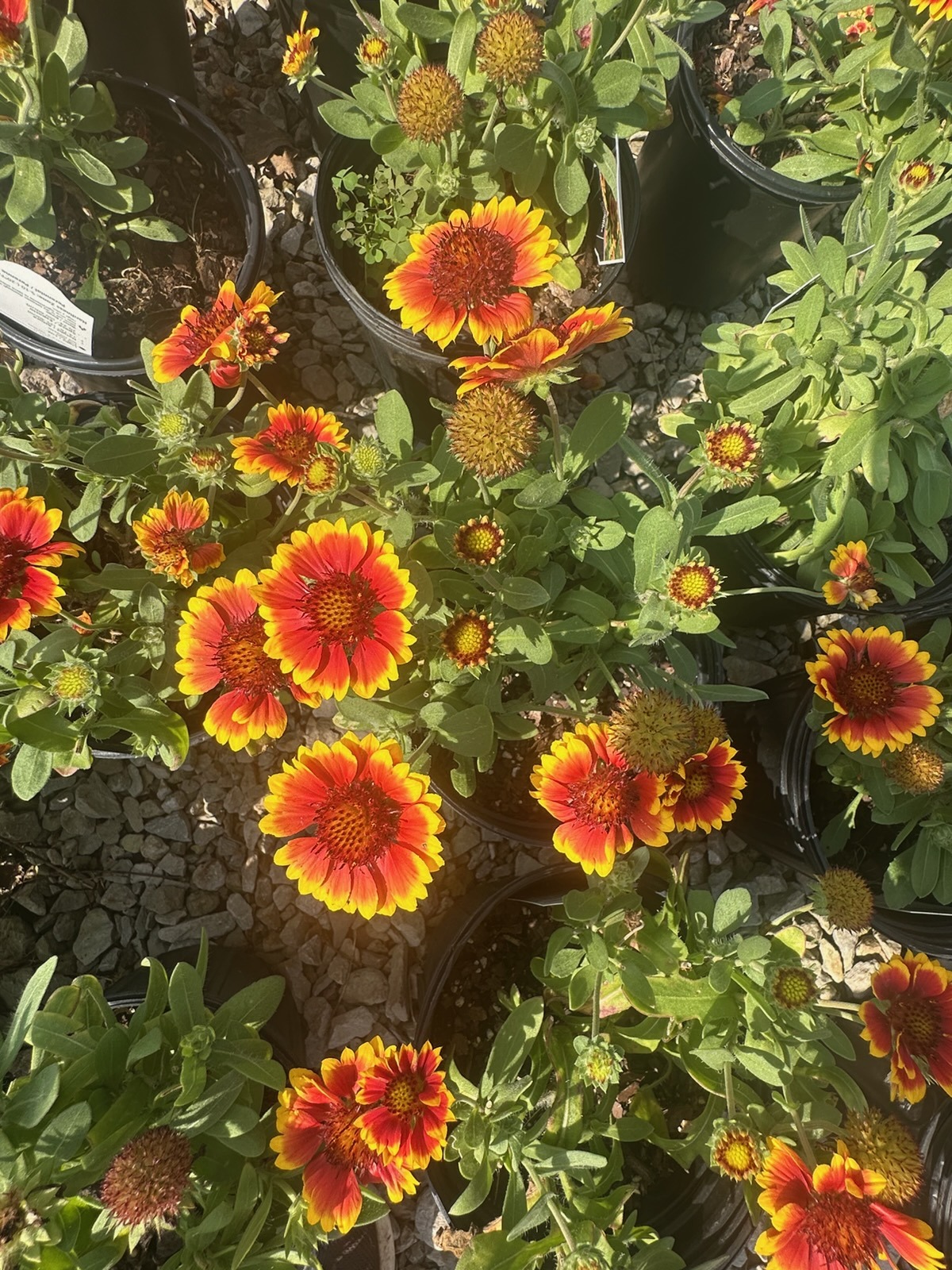 Red and yellow blanket flowers in bloom at Still Meadow Garden Center