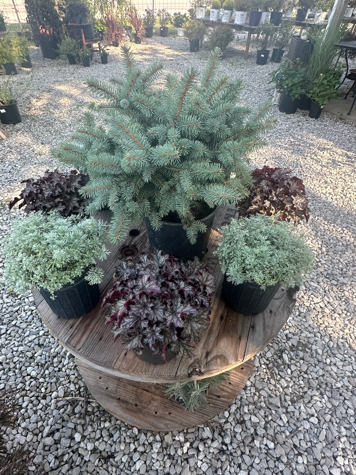 A blue spruce arranged with coral bells and silver foliage on a wooden table