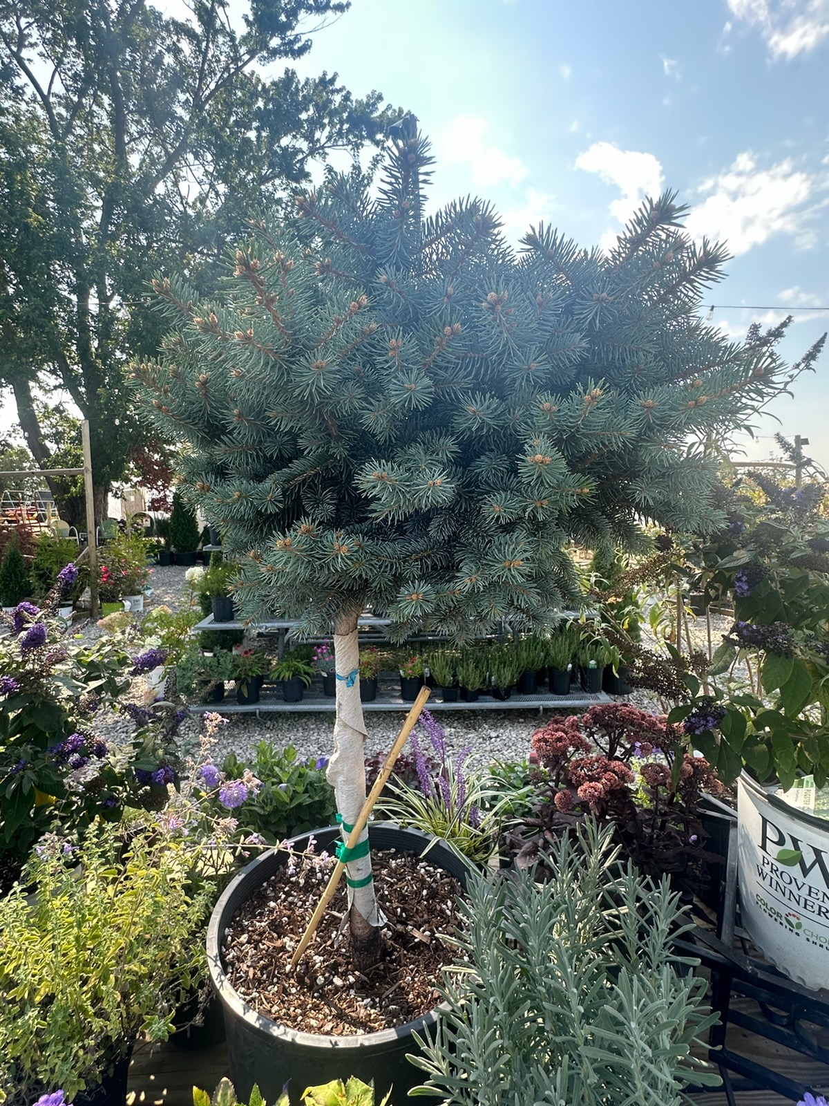 A blue spruce topiary displayed among flowering plants