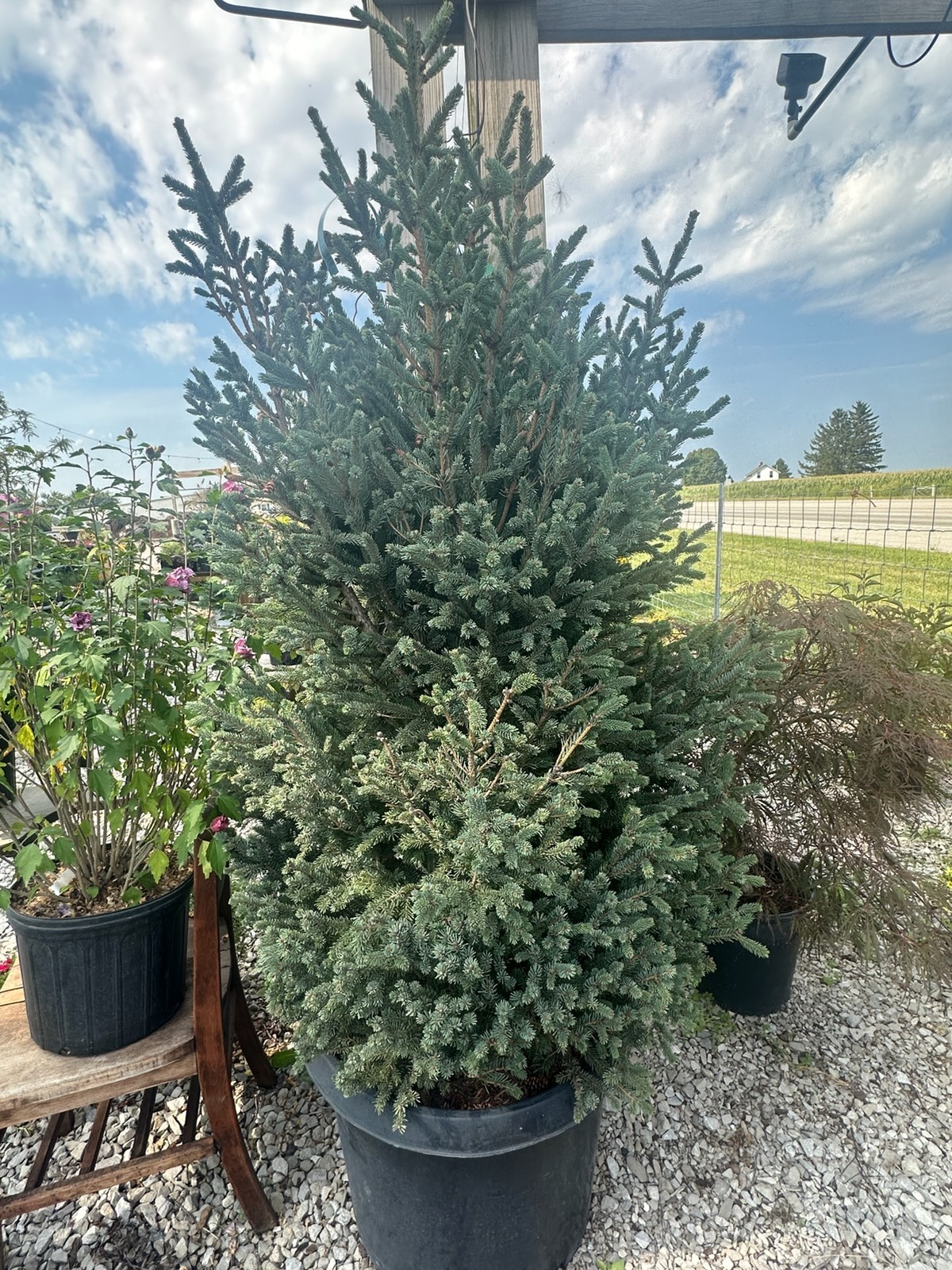A large blue-green spruce in a nursery pot
