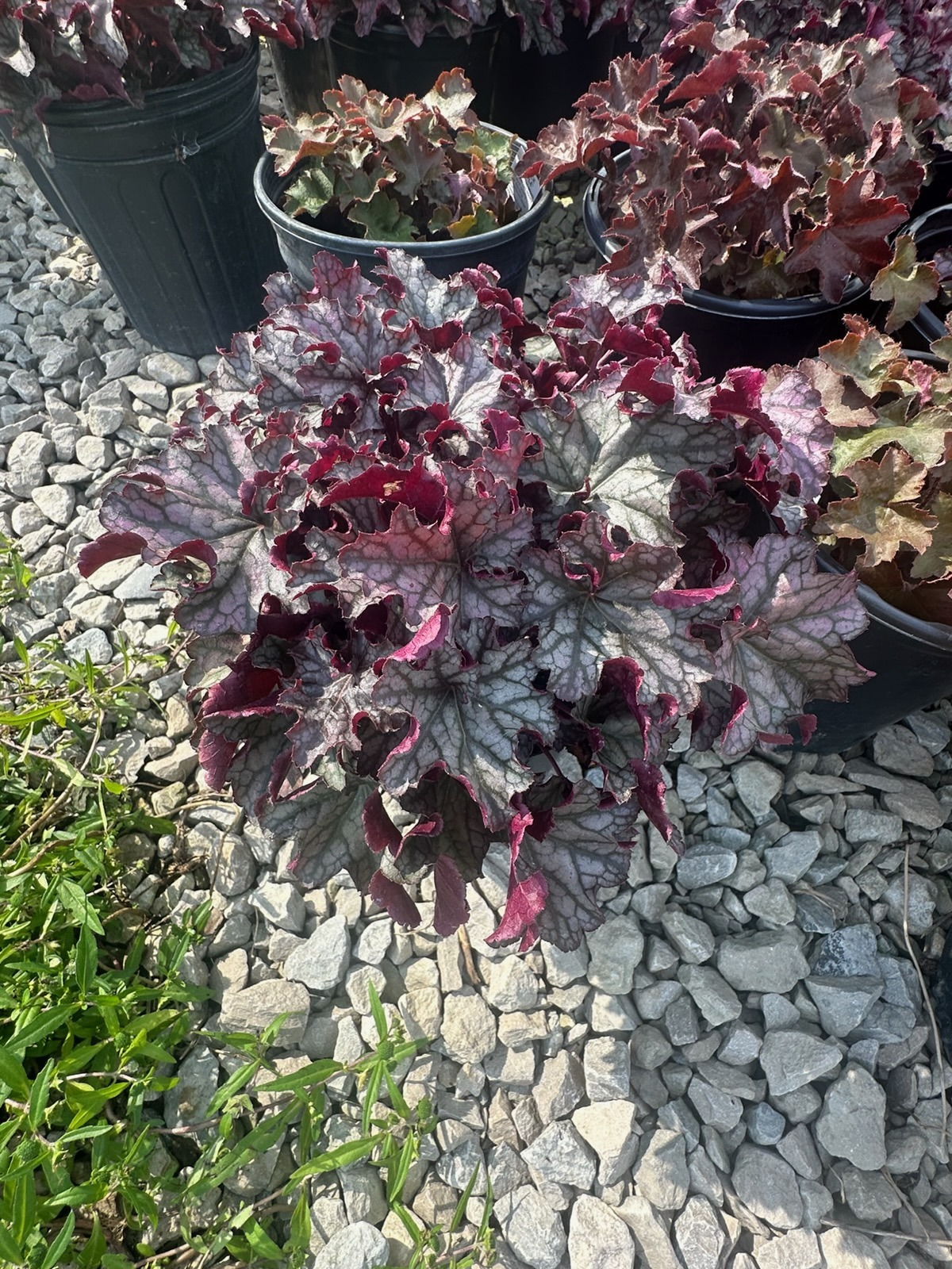 A full coral bells plant with silver and burgundy ruffled foliage