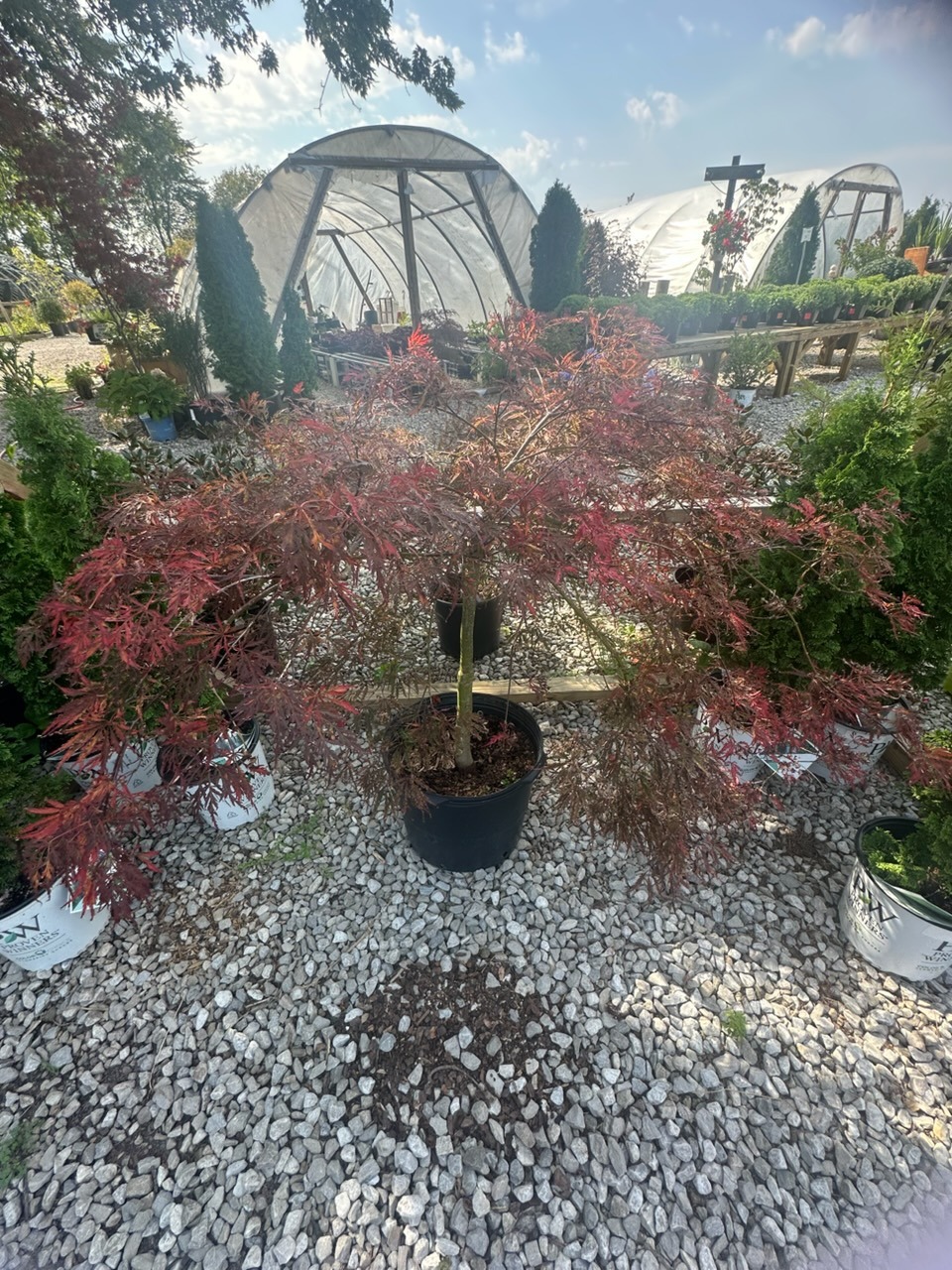 A red Japanese maple displayed at Still Meadow Garden Center