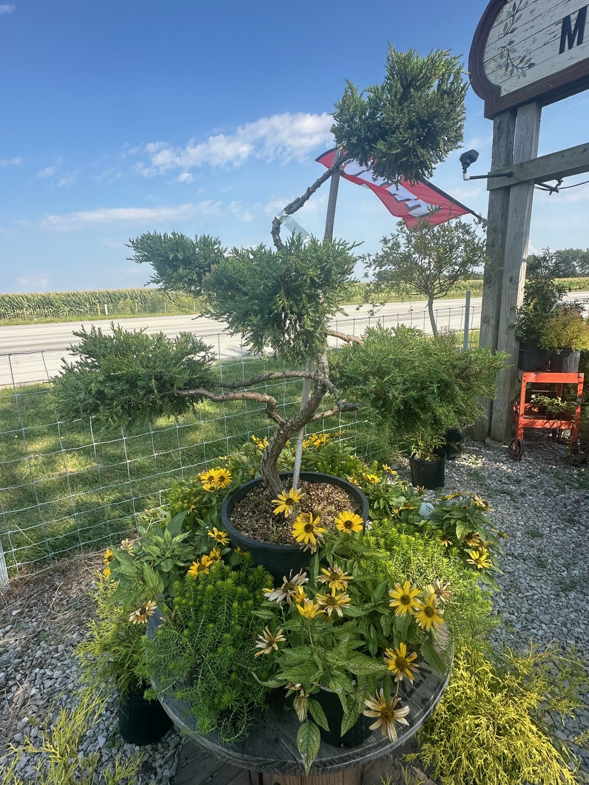 A sculpted evergreen topiary surrounded by yellow flowers