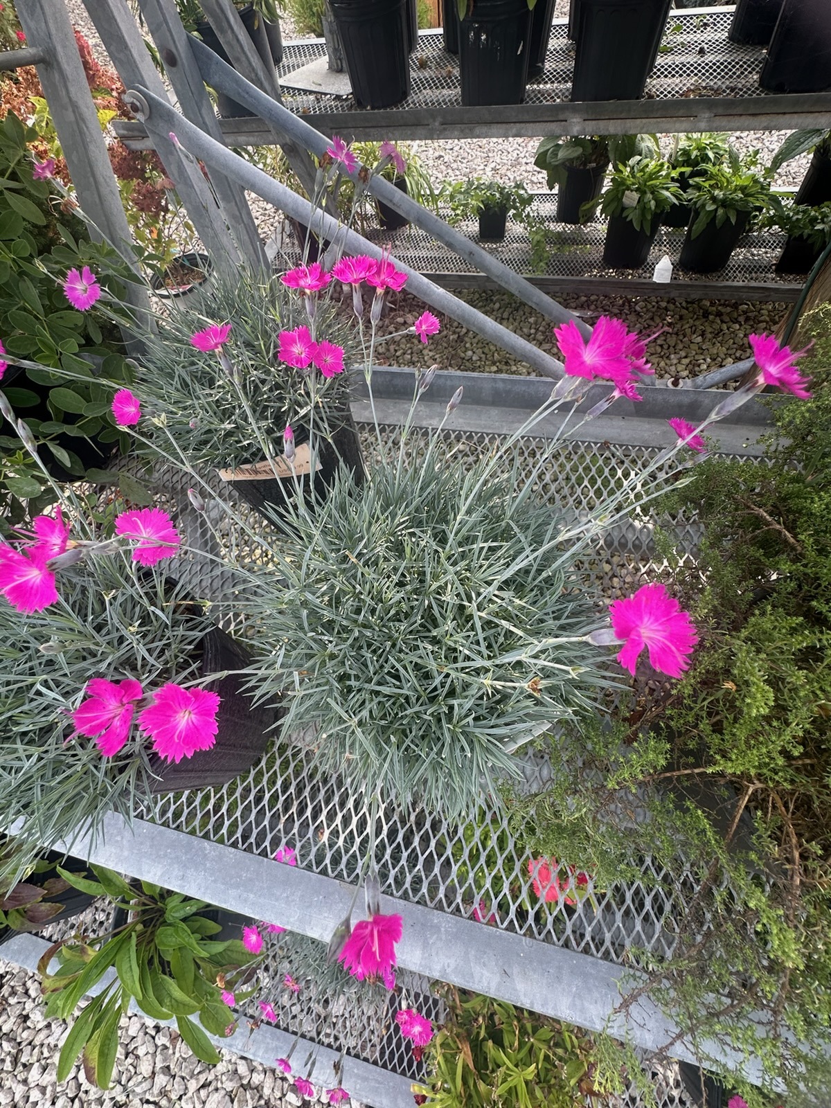 Bright pink dianthus flowers above blue-green foliage