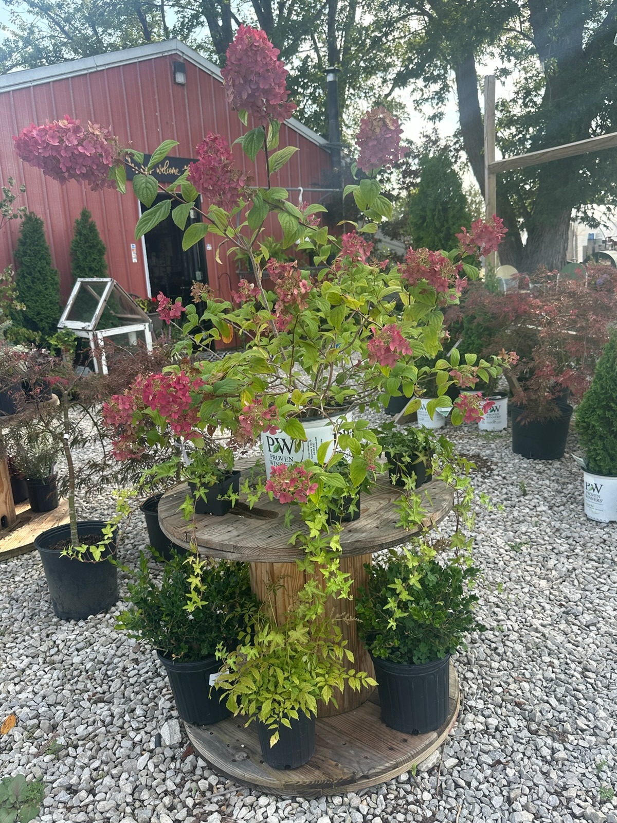 Pink hydrangeas and trailing plants arranged on a wooden display