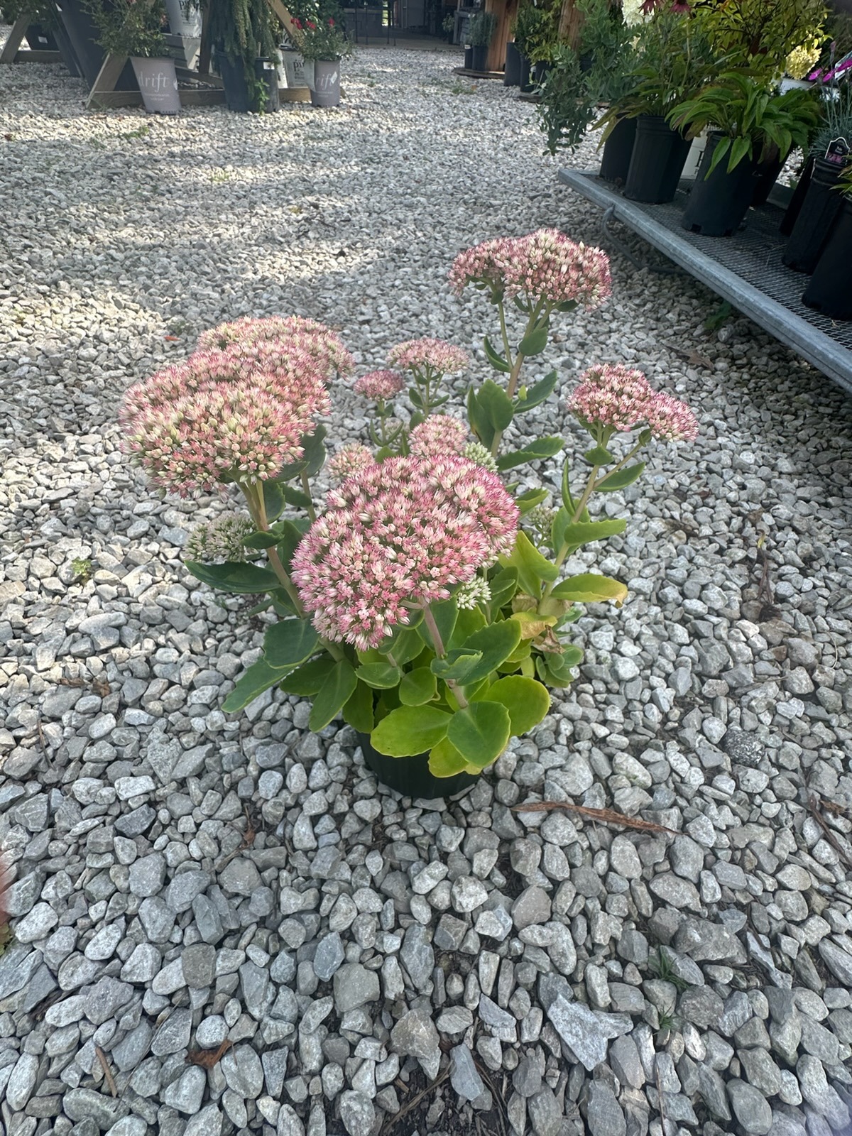 A potted sedum with rounded clusters of pink flowers