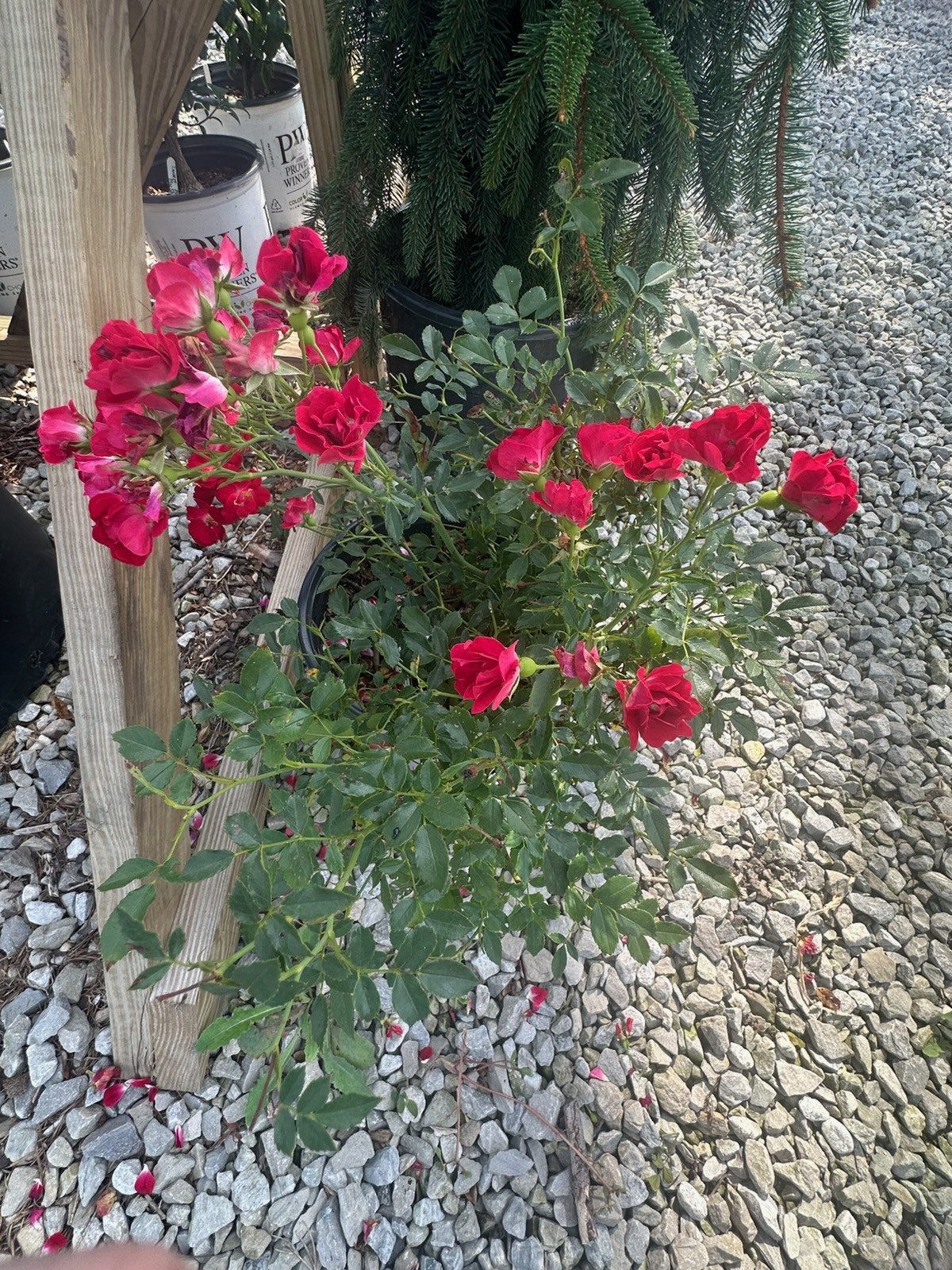 A potted rose covered with red flowers