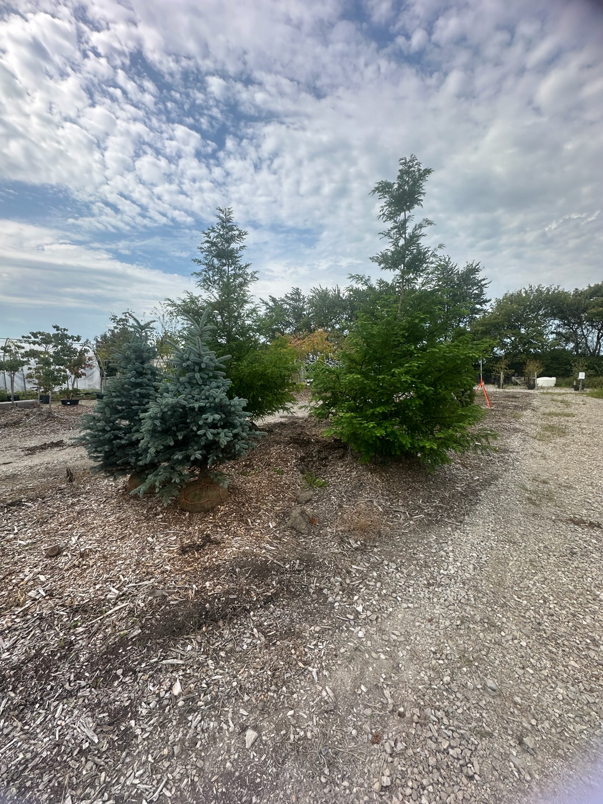 Several evergreen trees growing in the outdoor nursery