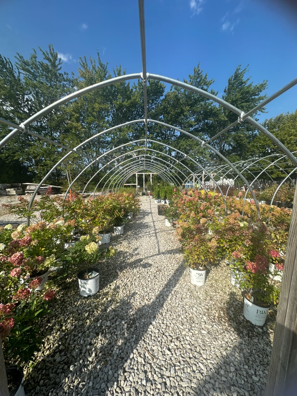 Flowering shrubs arranged in nursery rows under hoop frames