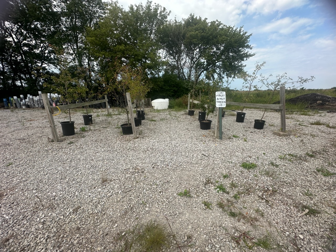 Potted fruit and nut trees arranged between wooden posts