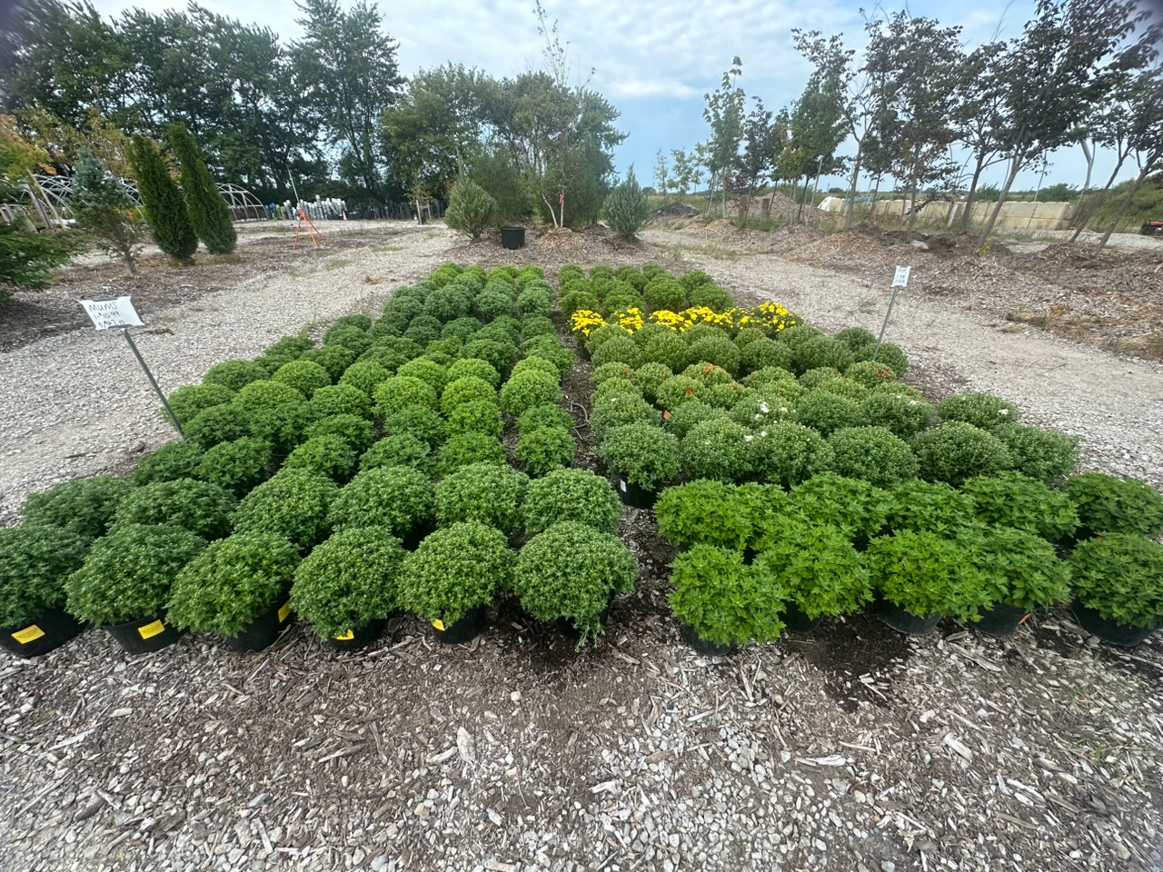 A broad display of colorful mums at Still Meadow Garden Center