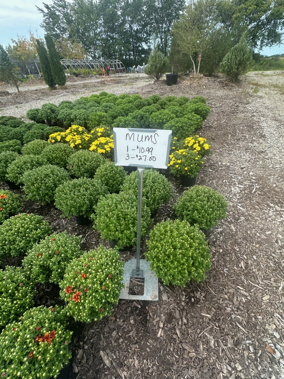 Rows of mums with a handwritten price sign at Still Meadow Garden Center
