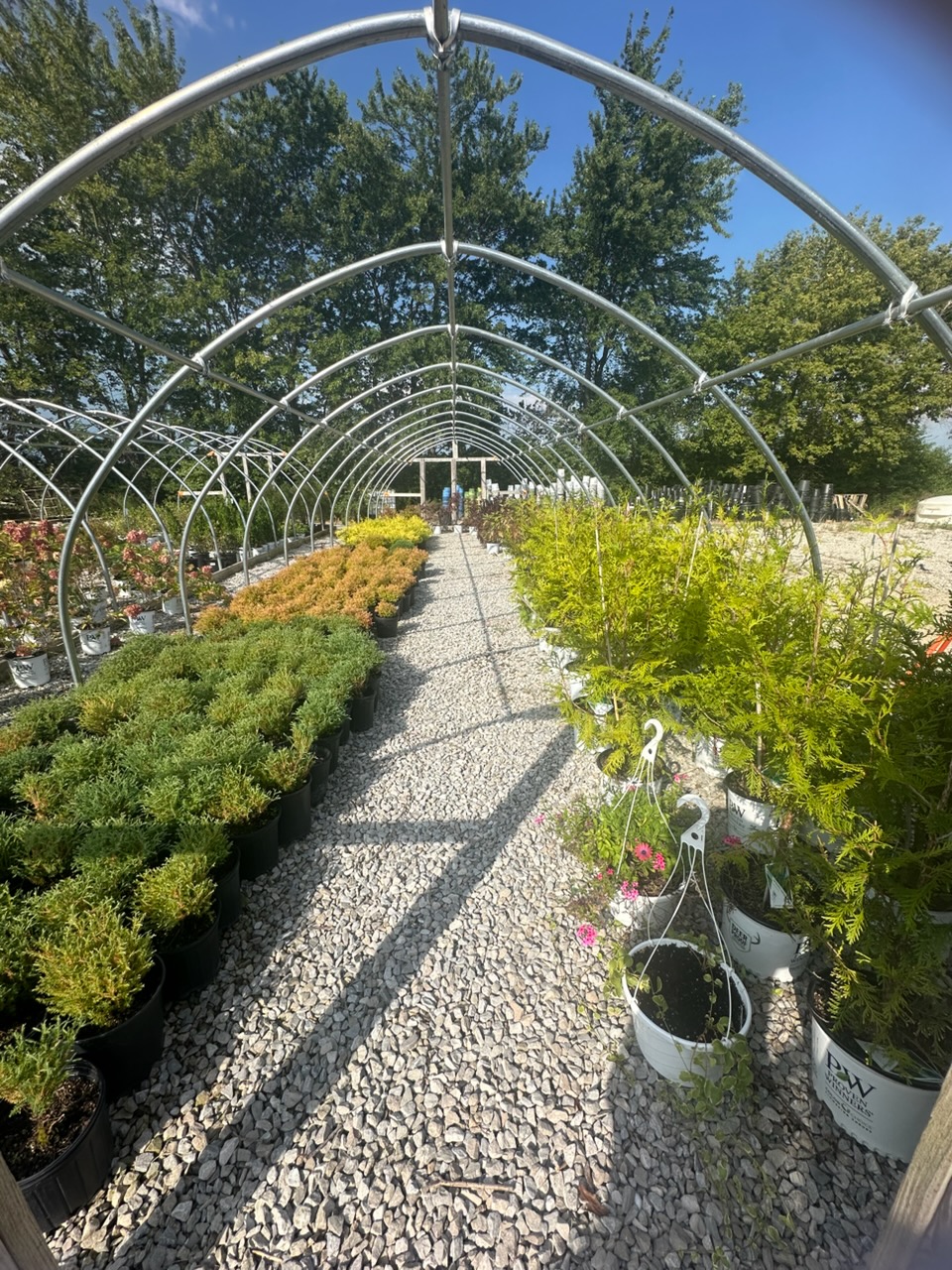 Conifers and nursery plants arranged beneath hoop frames