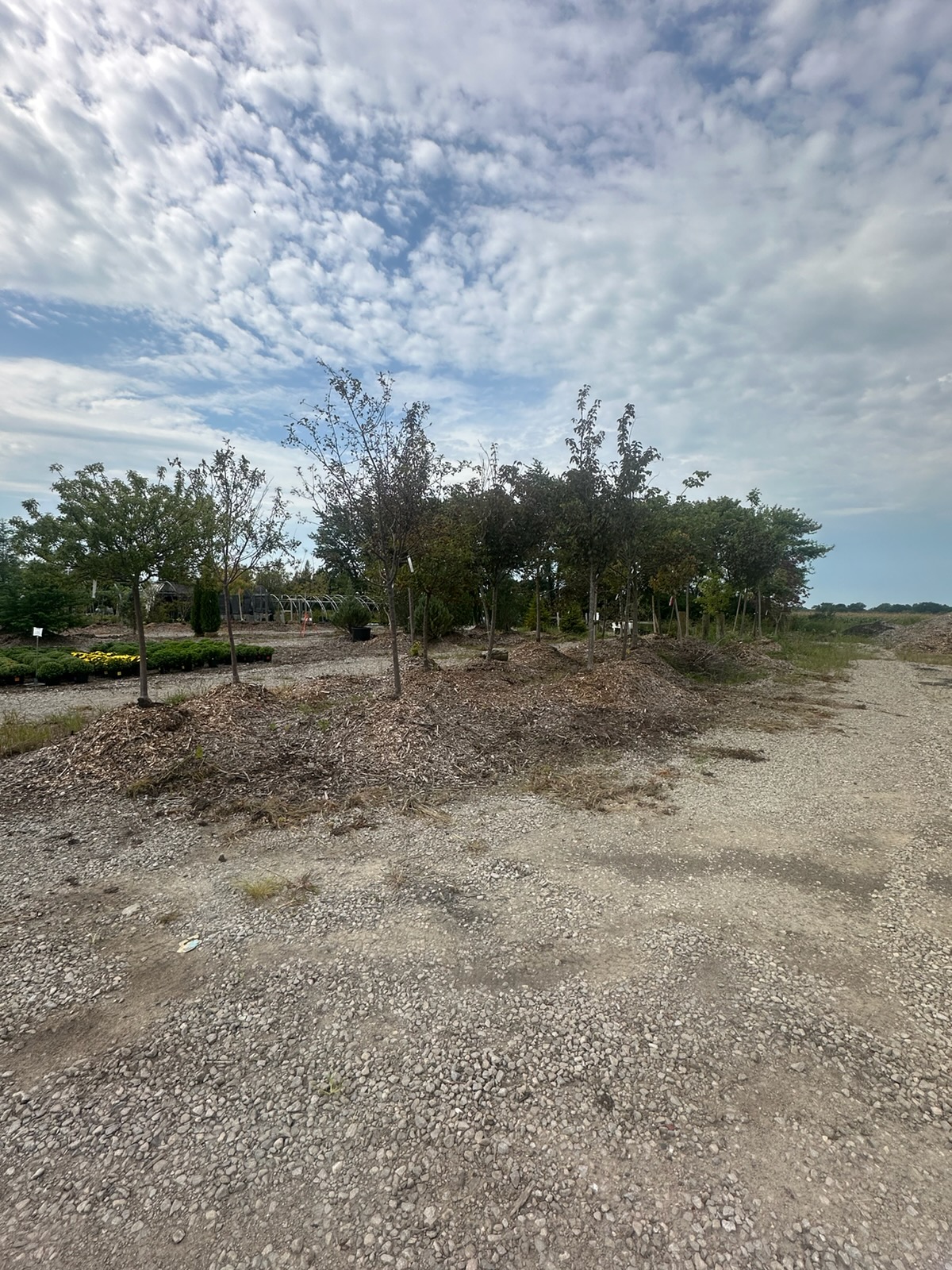 Trees and planting areas in an outdoor Still Meadow work area